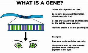 Image result for Gene Simple