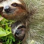 Image result for Mother Sloth