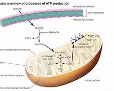 Image result for Cellular Respiration Process