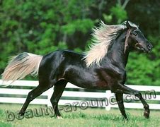 Image result for 25 Most Beautiful Horse Breeds