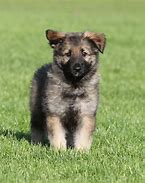 Image result for Shiloh German Shepherd Dog
