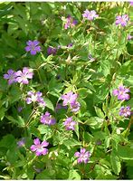 Geranium nodosum-साठीचा प्रतिमा निकाल