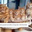Image result for Wholesome Cat Images