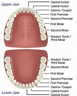Image result for Lower Teeth Anatomy