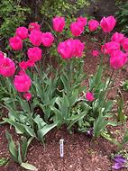 Image result for Tulipa Don Quichotte