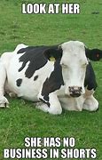 Image result for Look Cows Meme