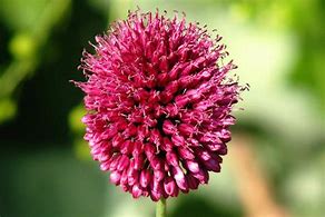 Image result for Allium sphaerocephalon