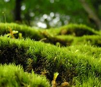 Image result for Moss Phylum