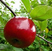 Image result for McIntosh Apple Fruit