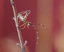 Image result for Baby Katydid