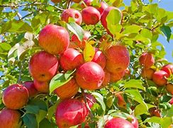 Image result for Apple-Picking Arizona