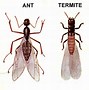 Image result for Ants That Fly