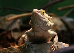 Image result for Lizards Pictures and Names