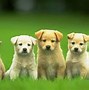 Image result for Cute Dogs Images