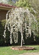 Image result for Prunus Snow Fountains