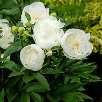 Image result for Paeonia lactiflora Duchesse de Nemours