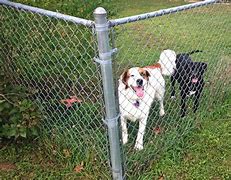 Image result for Chicken Wire Fence for Dogs