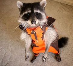 Image result for Funny Rocket Raccoon Memes
