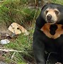 Image result for Largest Bear Ever