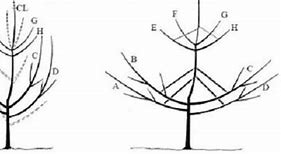 Image result for Bartlett Pear Tree