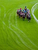 Image result for Wild Horse Racing