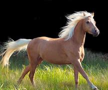 Image result for Beautiful Palomino Horses