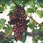 Image result for Cabernet Sauvingon Grapes