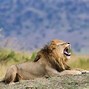 Image result for Lion Roaring Profile