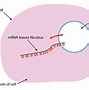 Image result for Difference Between mRNA and tRNA