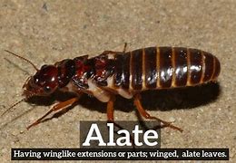 Image result for alaate