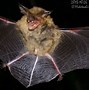 Image result for Scary Flying Foxes Eating Mangoes