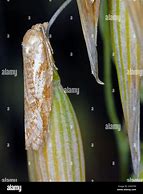 Image result for "omnivorous-leaftier"