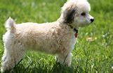 Image result for Hypoallergenic Dogs Medium Size