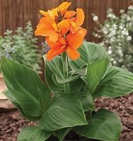 Image result for Orange Canna Lilies
