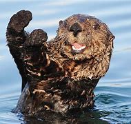 Image result for Evel Otters