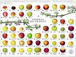 Image result for Pomme De France