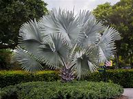 Image result for Best Cold-Hardy Palm Trees