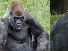 Image result for Ozzie world's oldest gorilla dies
