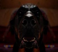 Image result for Scary Dog PFP
