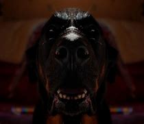 Image result for Scary Dog Wallpaper