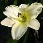 Image result for Hemerocallis Arctic Snow