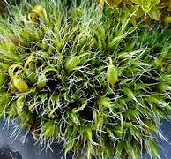 Image result for Living Moss On a Rock