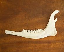 Image result for Deer Jaw Carvings