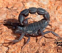 Image result for African Scorpion