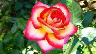 Image result for Double Color Roses