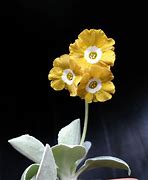 Image result for Primula auricula Lisa