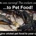 Image result for What Pet Foods Are Made with Crickets