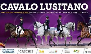 Image result for Bay Lusitano Horse