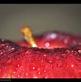 Image result for Apple Photography Color