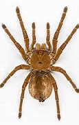 Image result for Tarantula Arachnid